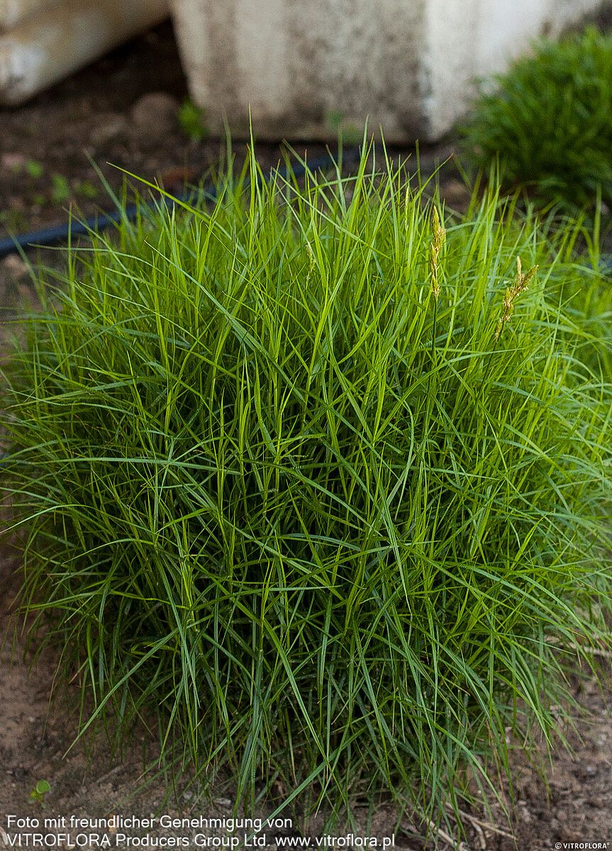 Palmwedel-Segge 'Silberstreif' (Carex muskingumensis)