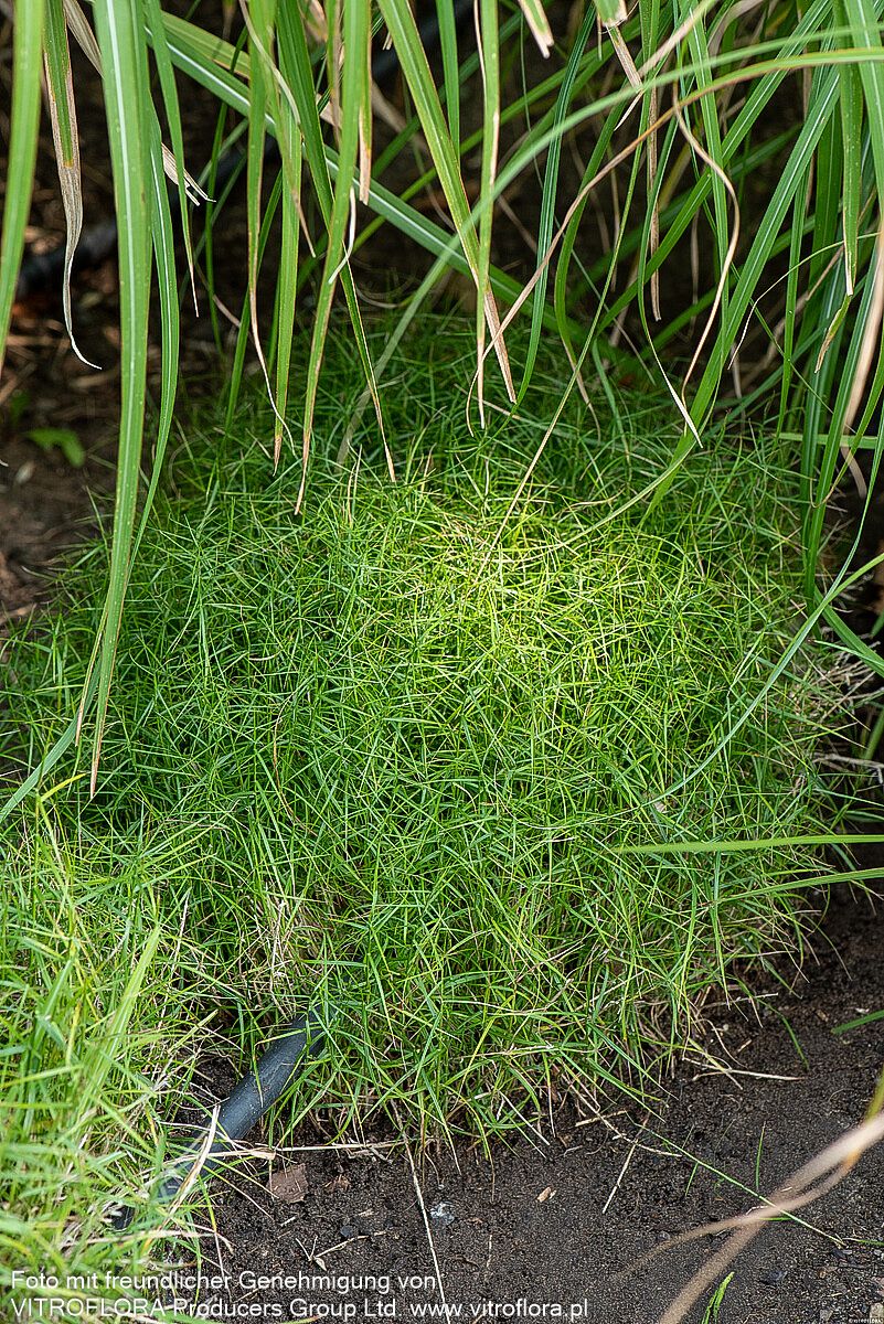 Palmwedel-Segge 'Silberstreif' (Carex muskingumensis)