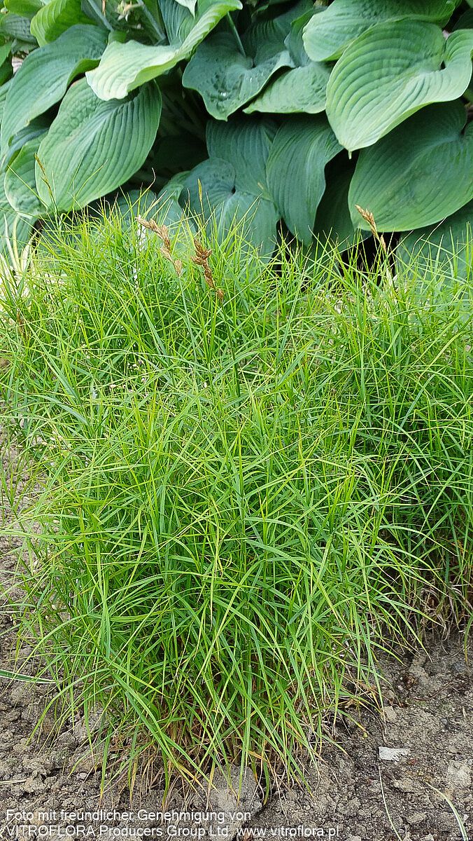 Palmwedel-Segge 'Silberstreif' (Carex muskingumensis)