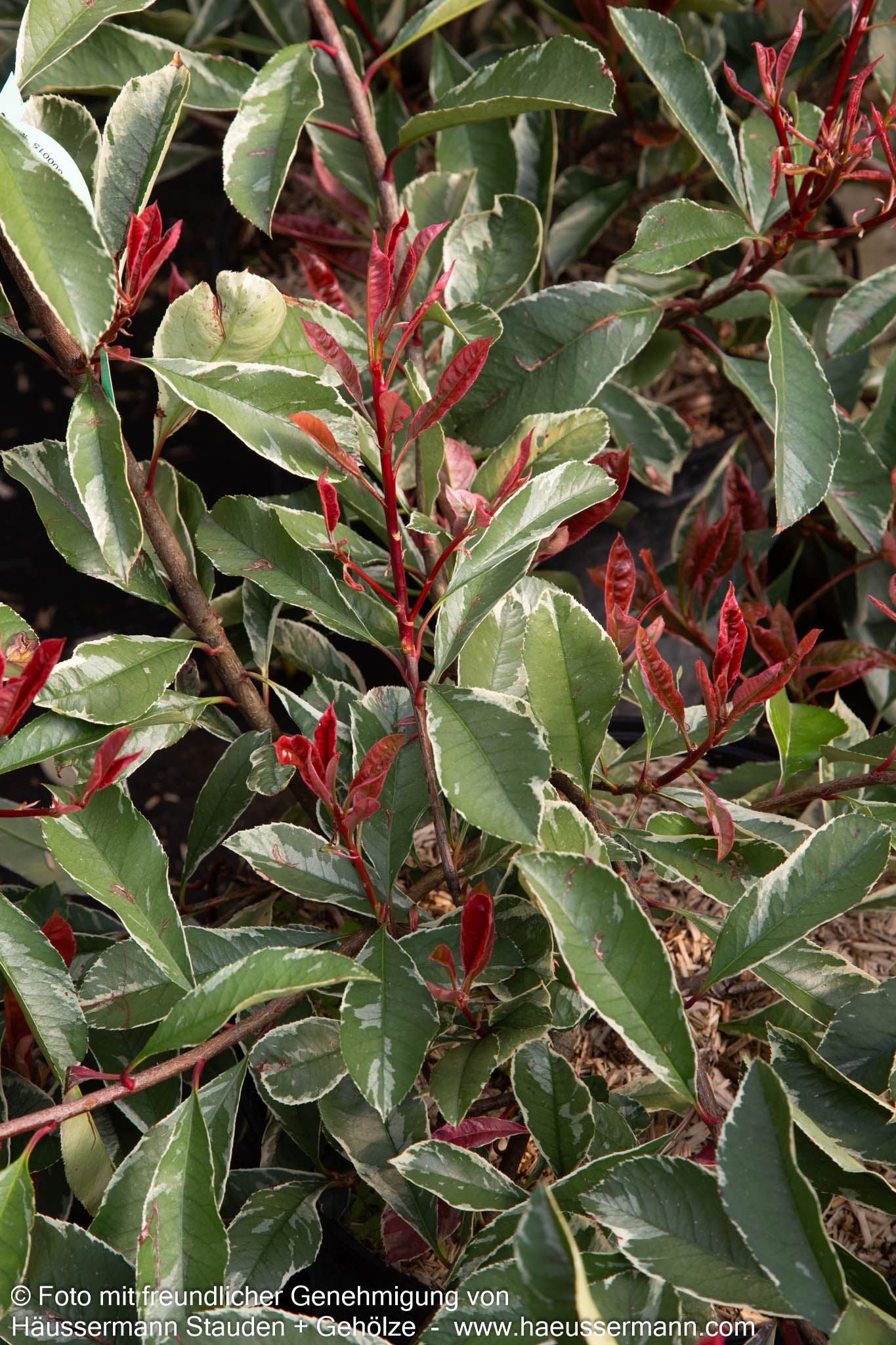 Panaschierte Glanzmispel 'Pink Marble' (Photinia fraseri)