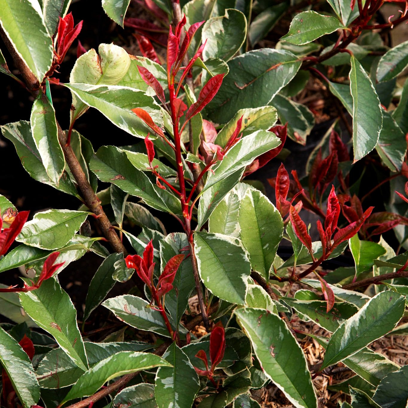 Panaschierte Glanzmispel 'Pink Marble' (Photinia fraseri)