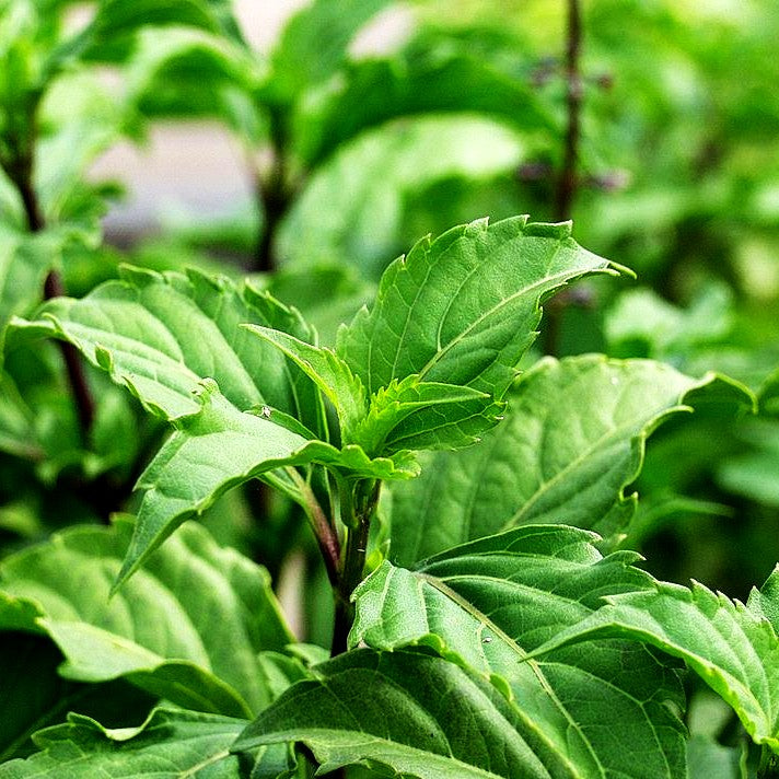 Paprika-Basilikum 'Green Pepper' (Ocimum selloi)
