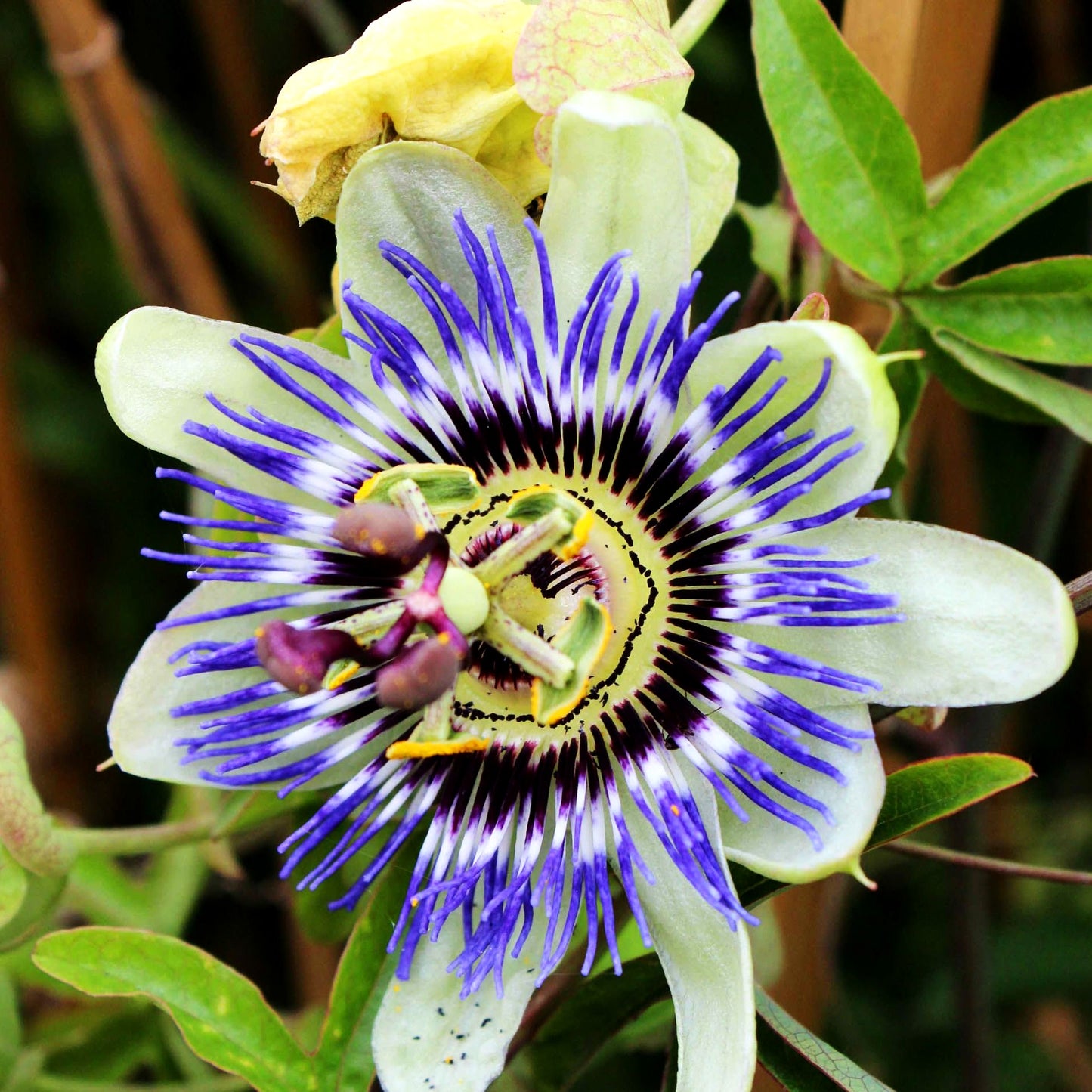 Passionsblume 'Purple Haze' (Passiflora caerulea)