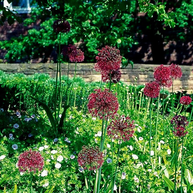 Paukenschläger-Lauch (Allium rosenbachianum)