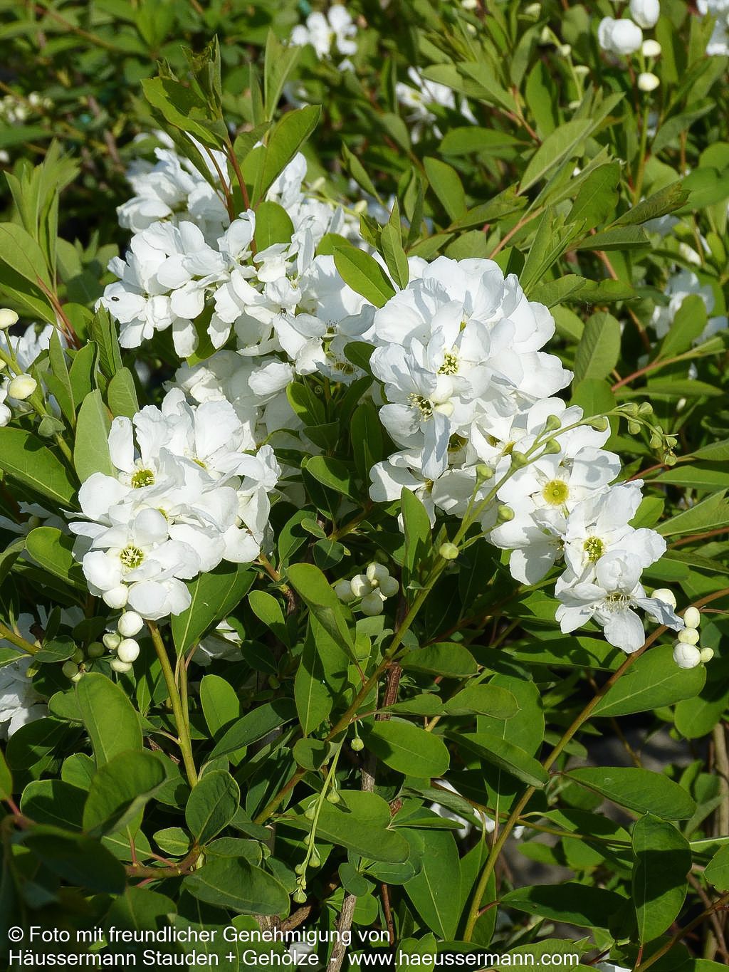 Perlen-Radspiere 'The Bride' (Exochorda x macrantha)