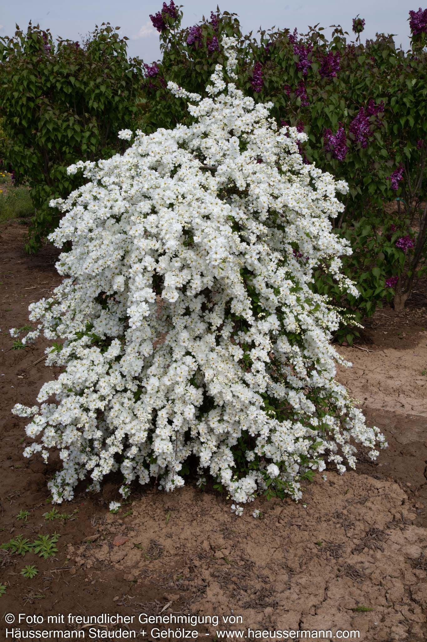 Perlen-Radspiere 'The Bride' (Exochorda x macrantha)