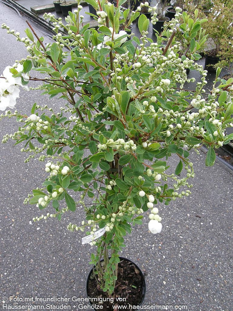 Perlen-Radspiere 'The Bride' (Exochorda x macrantha)
