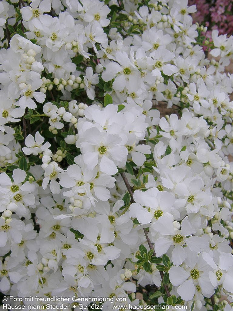 Perlen-Radspiere 'The Bride' (Exochorda x macrantha)