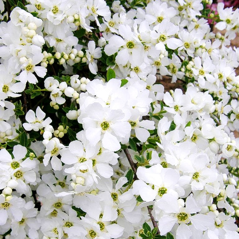 Perlen-Radspiere 'The Bride' (Exochorda x macrantha)