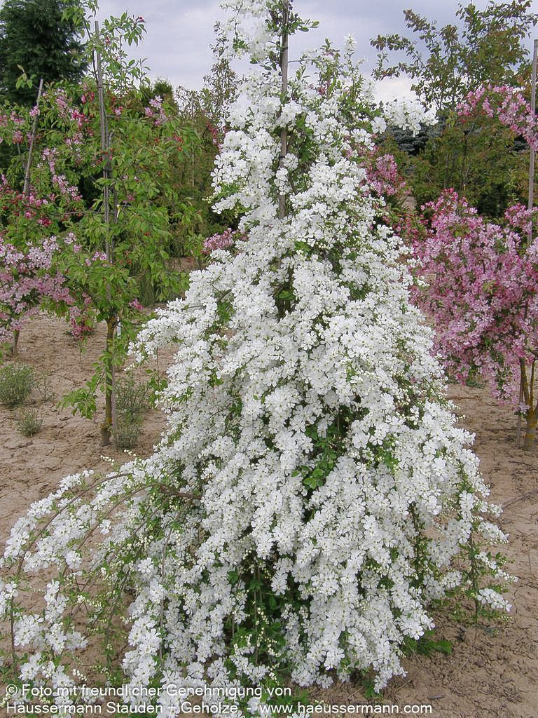 Perlen-Radspiere 'The Bride' (Exochorda x macrantha)