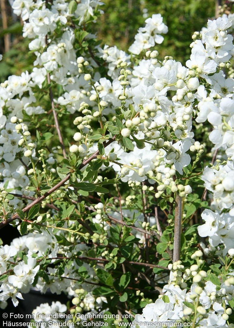 Perlen-Radspiere 'The Bride' (Exochorda x macrantha)
