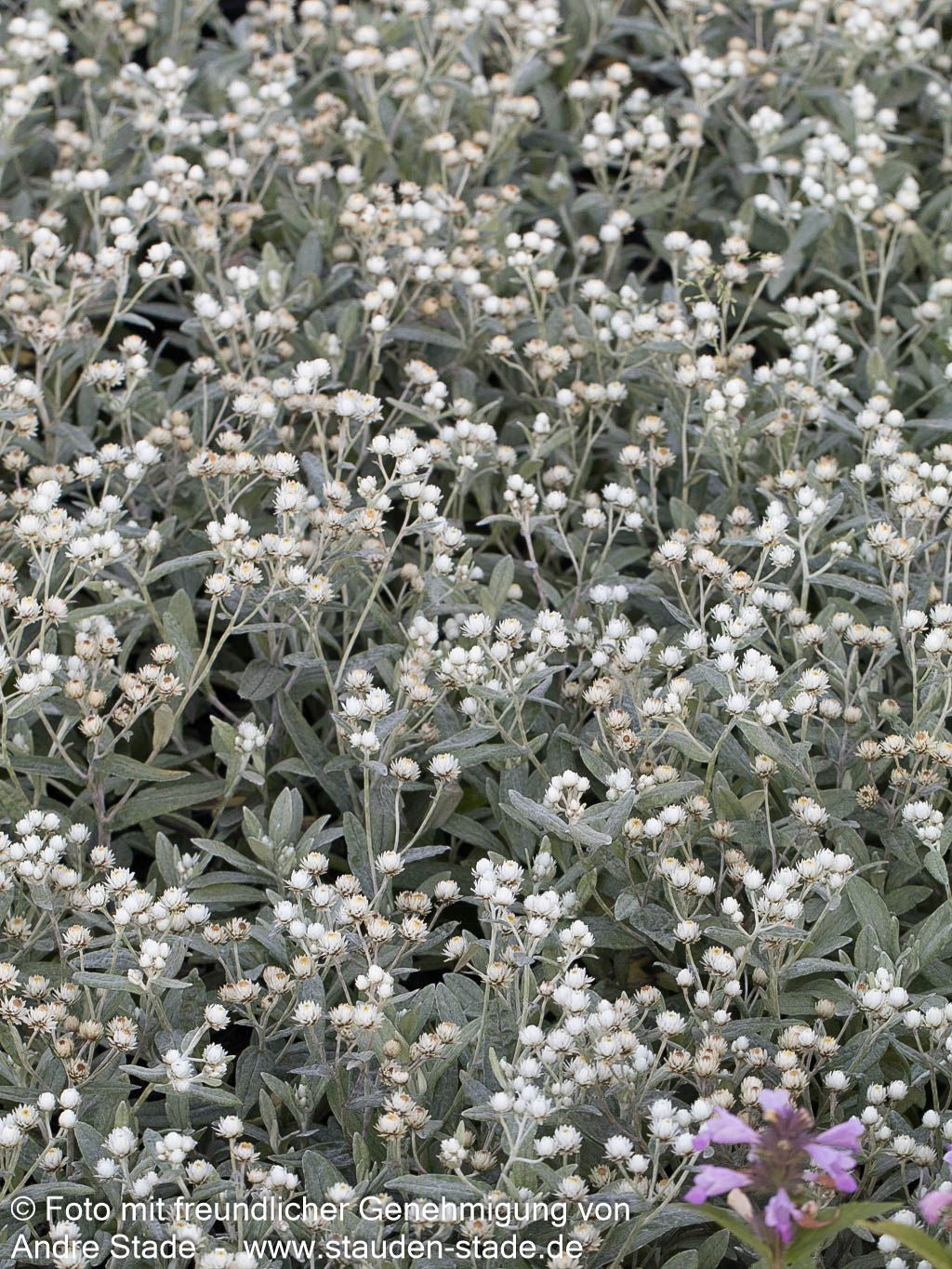 Perlkörbchen 'Silberregen' (Anaphalis triplinervis)