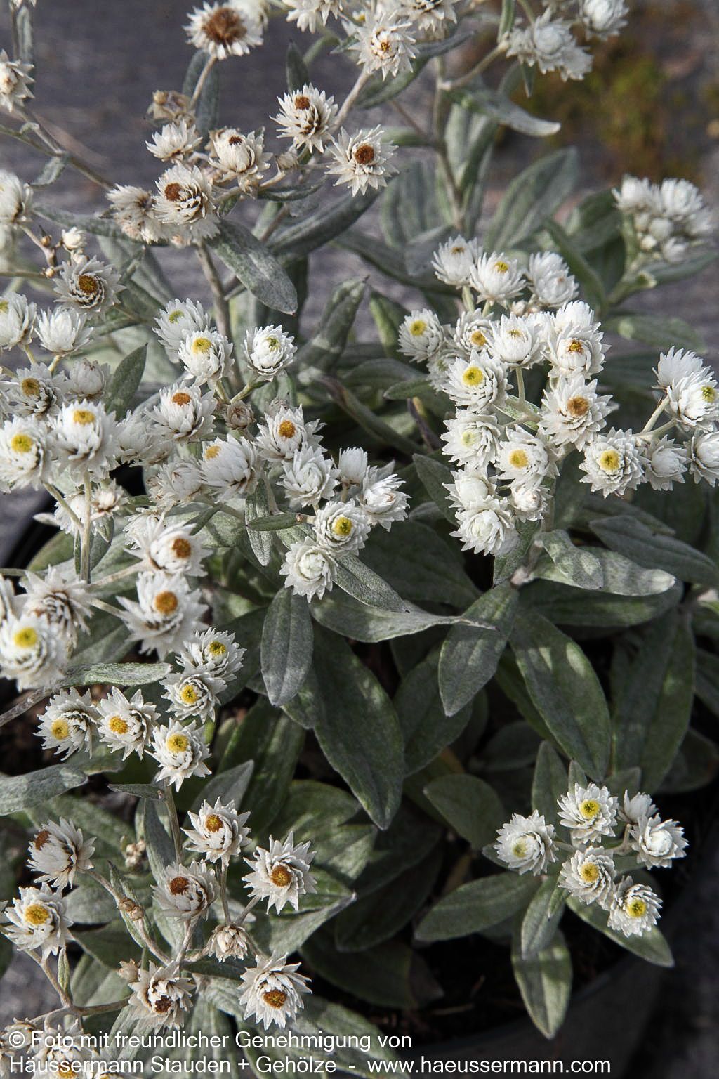 Perlkörbchen 'Silberregen' (Anaphalis triplinervis)