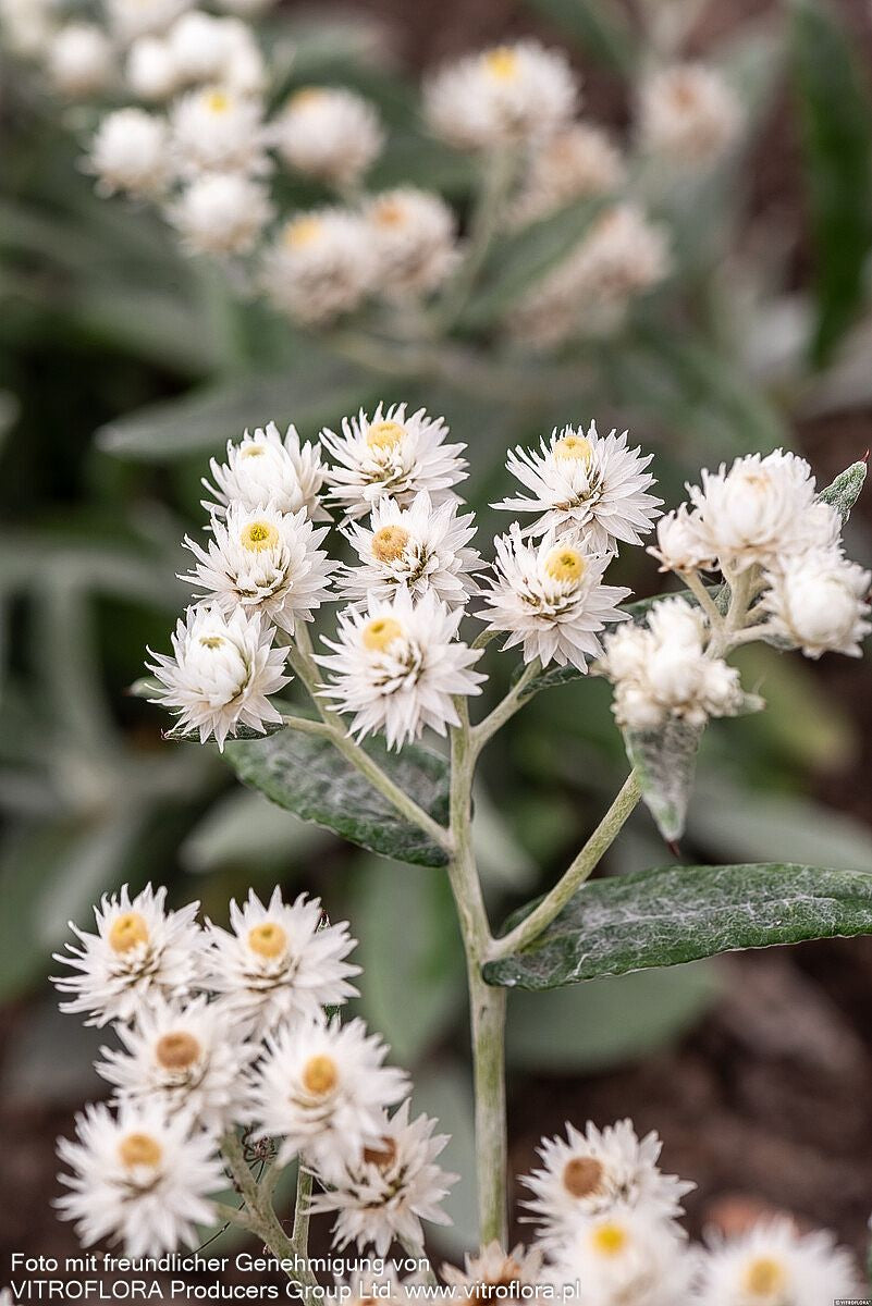 Perlkörbchen 'Silberregen' (Anaphalis triplinervis)