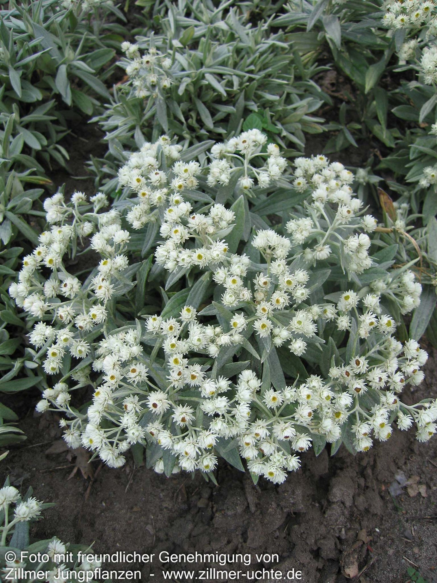 Perlkörbchen 'Sommerschnee' (Anaphalis triplinervis)