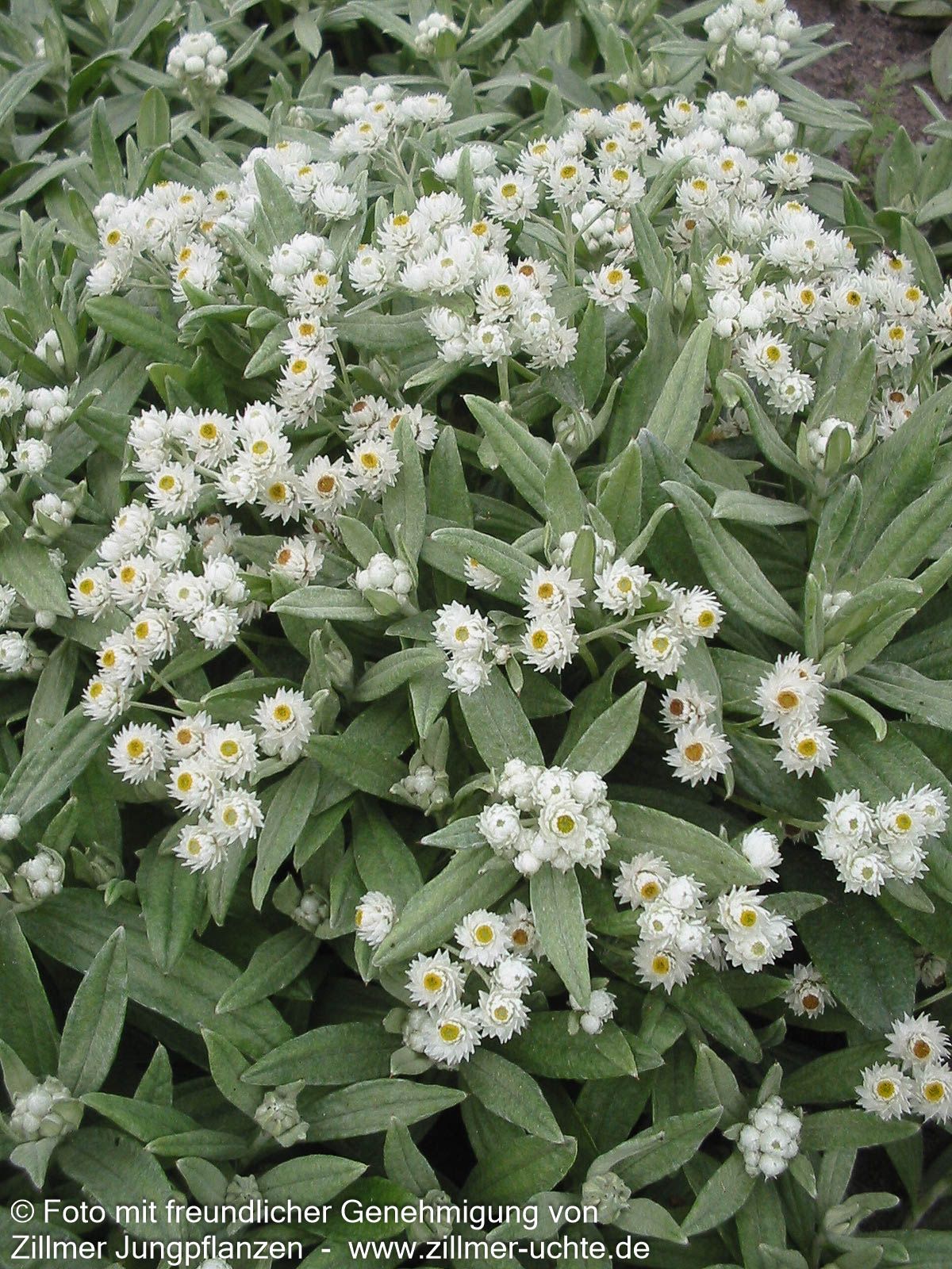 Perlkörbchen 'Sommerschnee' (Anaphalis triplinervis)