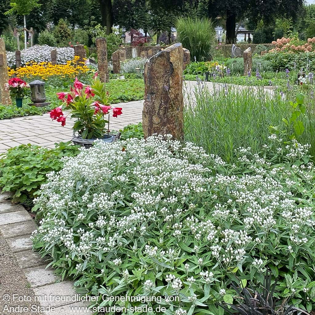 Perlkörbchen 'Sommerschnee' (Anaphalis triplinervis)