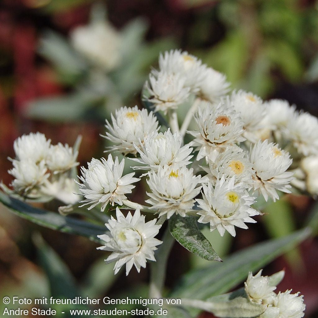 Perlkörbchen 'Sommerschnee' (Anaphalis triplinervis)