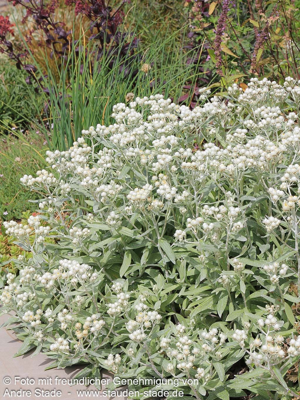 Perlkörbchen 'Sommerschnee' (Anaphalis triplinervis)