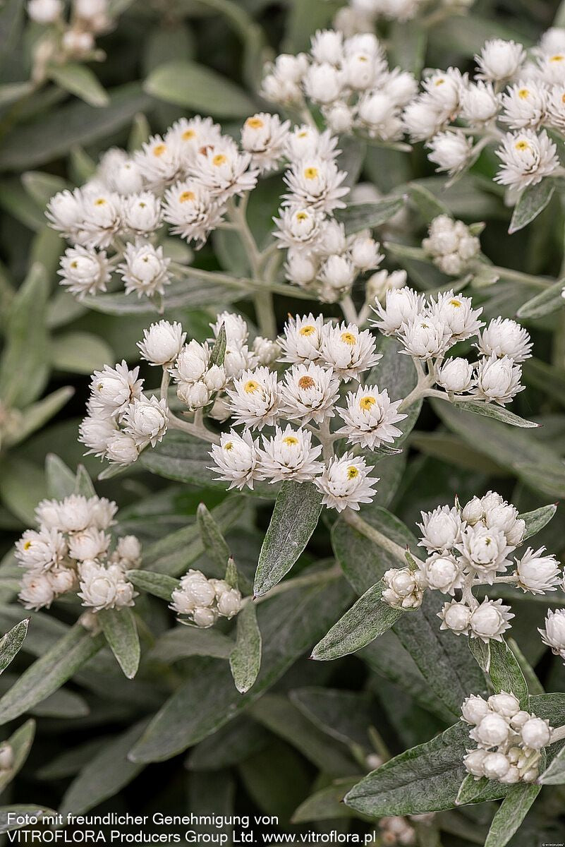 Perlkörbchen 'Sommerschnee' (Anaphalis triplinervis)
