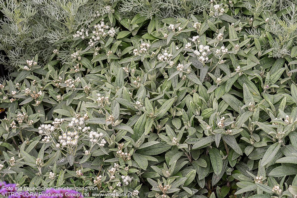 Perlkörbchen 'Sommerschnee' (Anaphalis triplinervis)