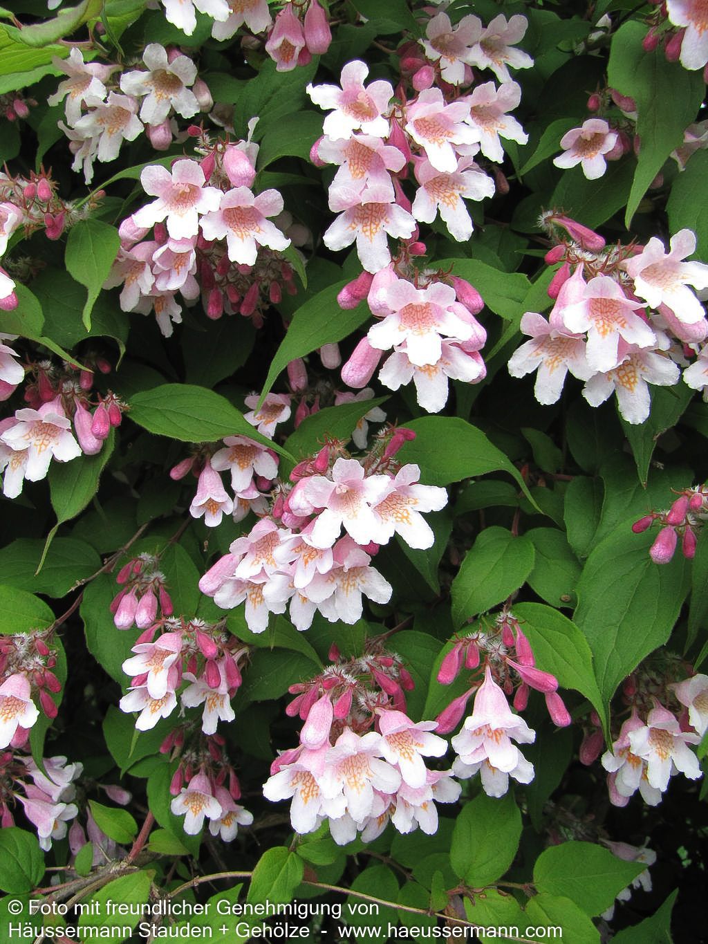 Perlmuttstrauch (Kolkwitzia amabilis)