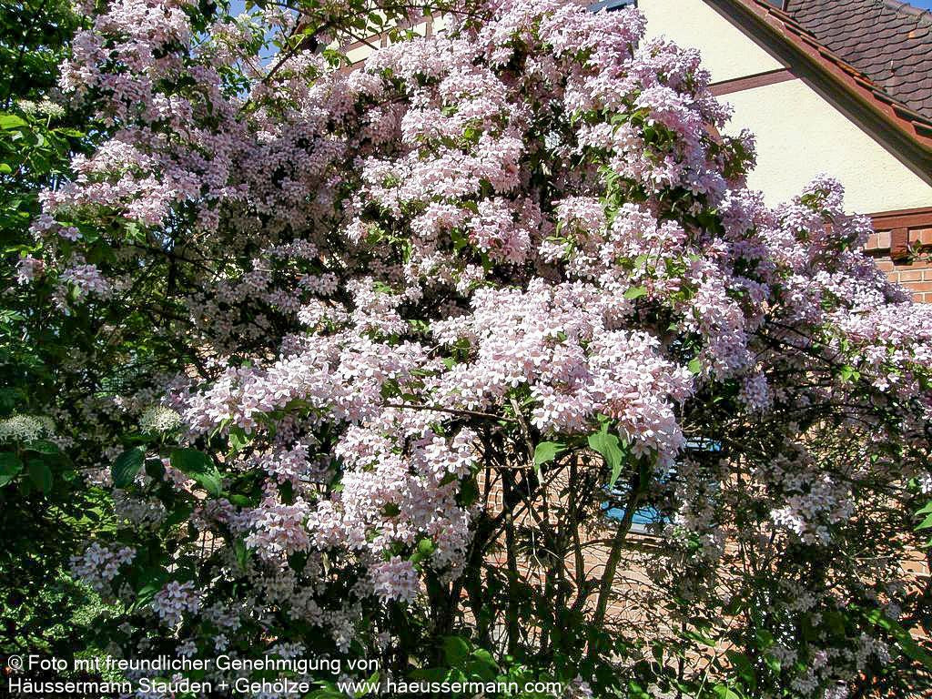 Perlmuttstrauch (Kolkwitzia amabilis)
