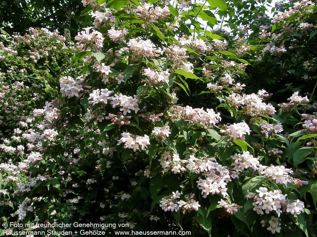 Perlmuttstrauch (Kolkwitzia amabilis)