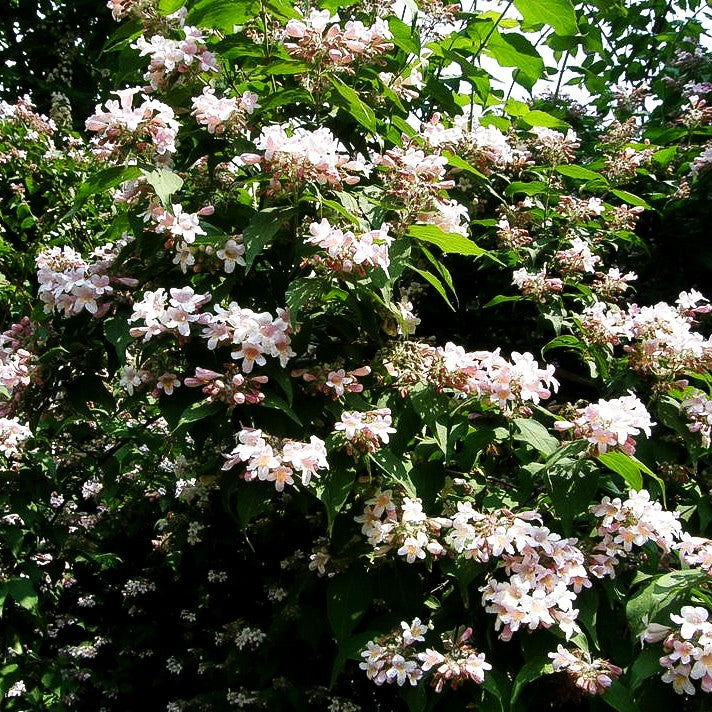 Perlmuttstrauch (Kolkwitzia amabilis)