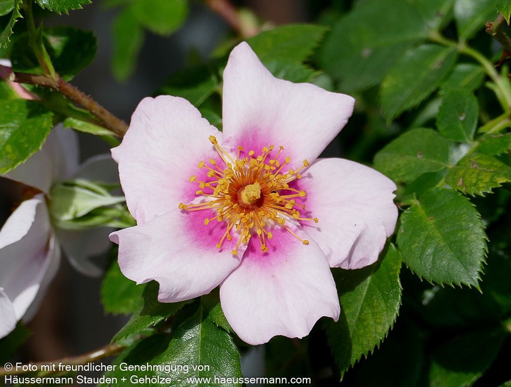 Persische Rose 'Orienta Laila'  -R- 'Orienta Laila' (Rosa  STR IV)