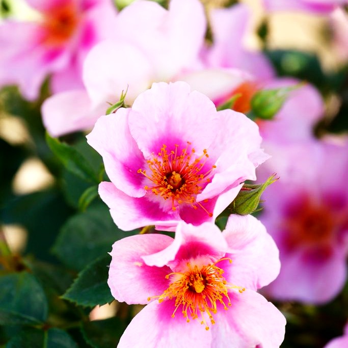Persische Rose 'Orienta Laila' -R- (Rosa STR IV)