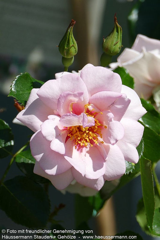 Persische Rose 'Orienta Magnolia'  -R- 'Orienta Magnolia' (Rosa  STR IV)