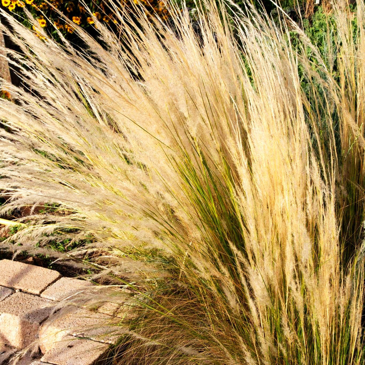 Peruanisches Federgras (Stipa ichu)