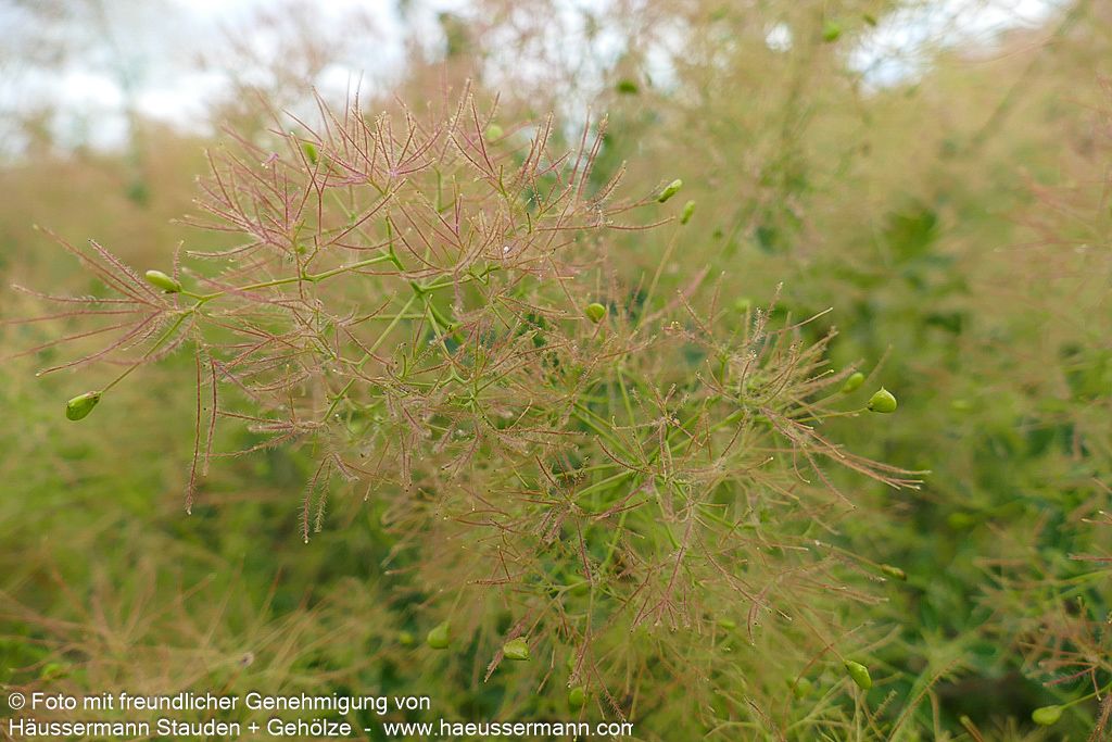 Perückenstrauch 'Young Lady' (Cotinus coggygria)