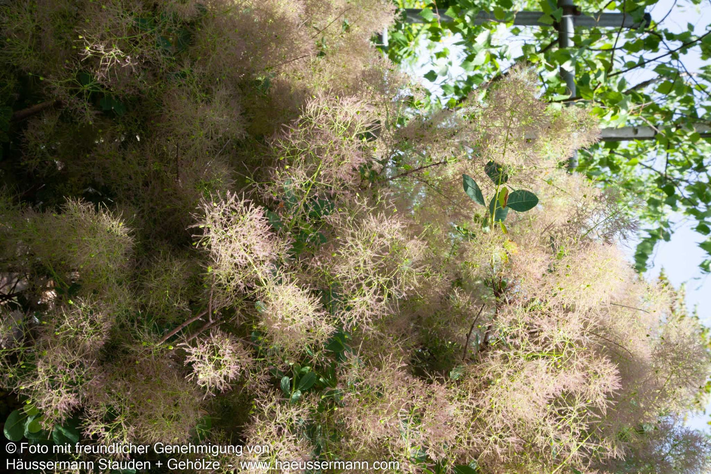 Perückenstrauch 'Young Lady' (Cotinus coggygria)