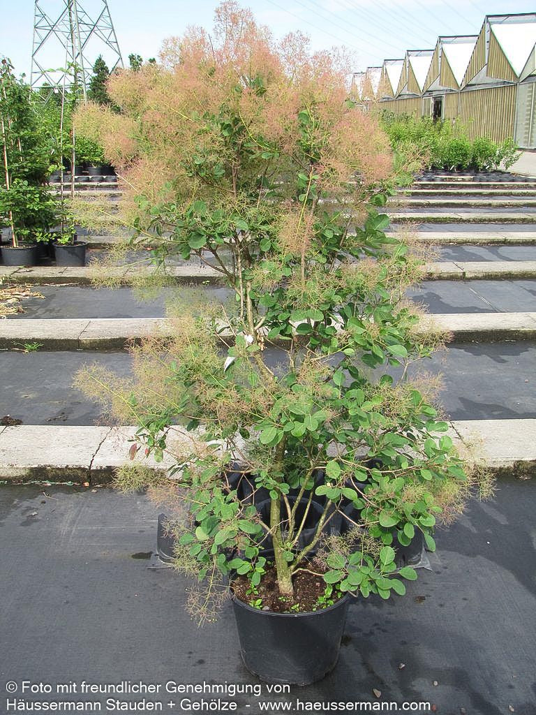 Perückenstrauch 'Young Lady' (Cotinus coggygria)