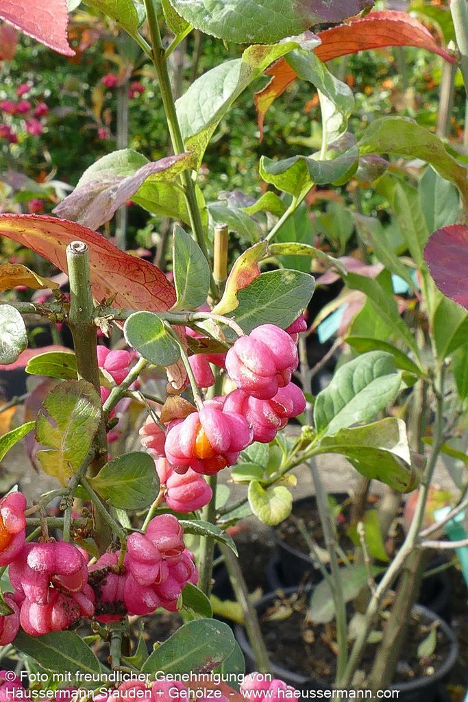 Pfaffenhütchen (Euonymus europaeus)