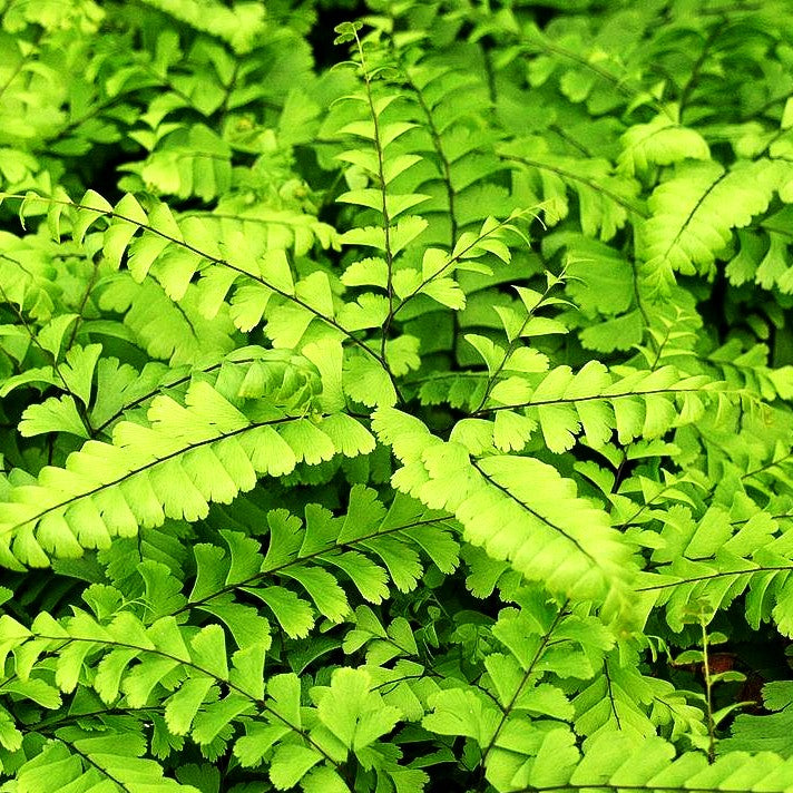 Pfauenradfarn 'Miss Sharples' (Adiantum pedatum)