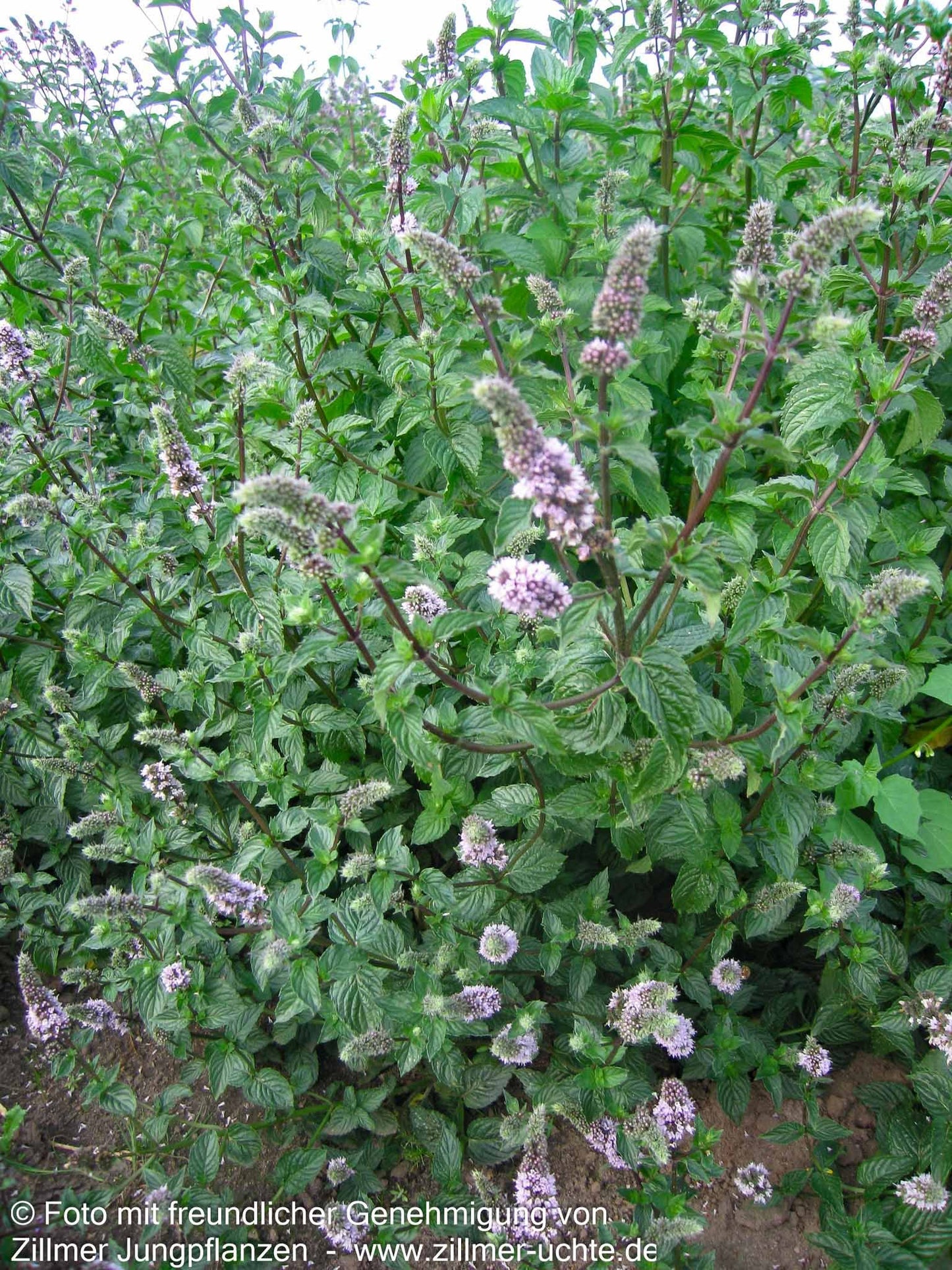 Pfeffer-Minze 'Agnes' (Mentha x piperita)