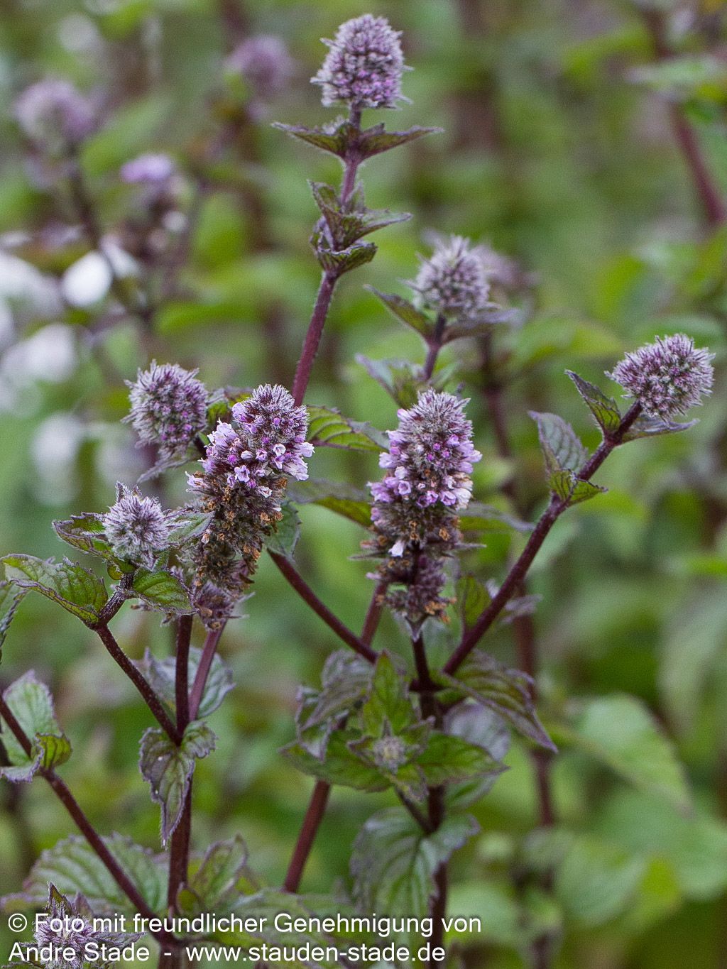 Pfeffer-Minze 'Agnes' (Mentha x piperita)