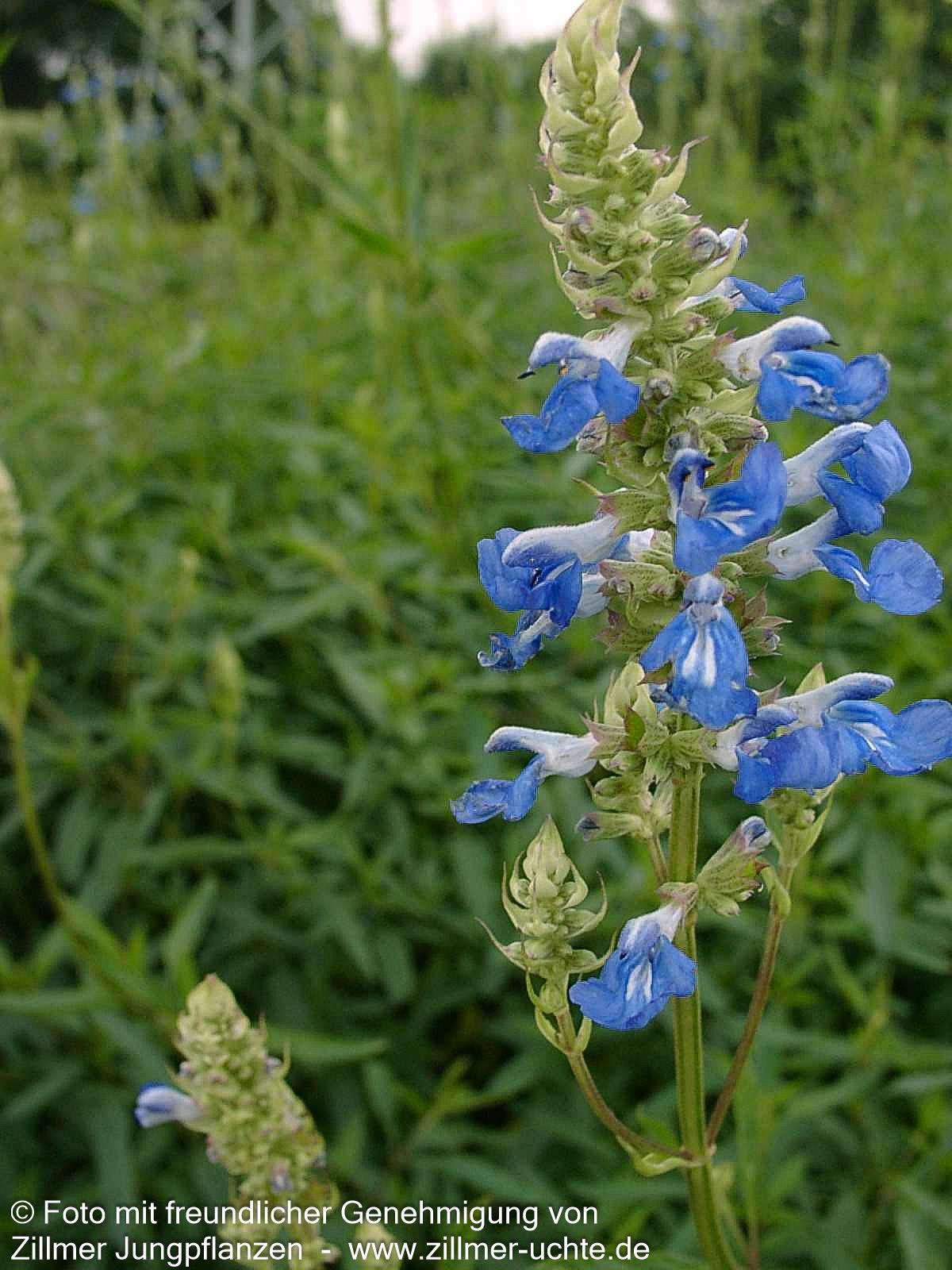 Pfeffer-Salbei (Salvia uliginosa)