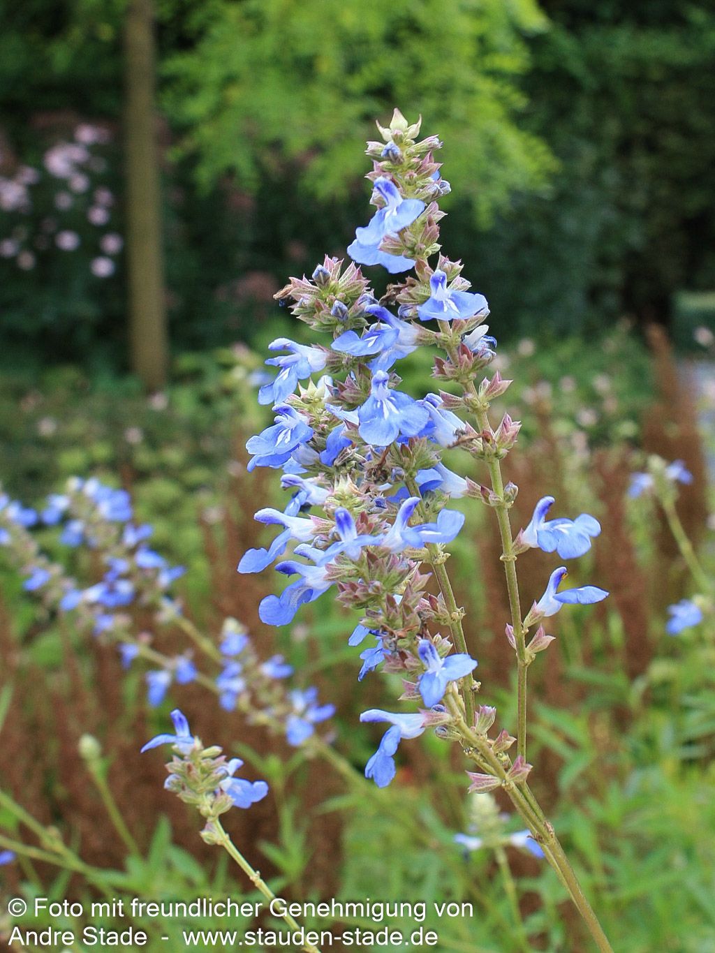 Pfeffer-Salbei (Salvia uliginosa)