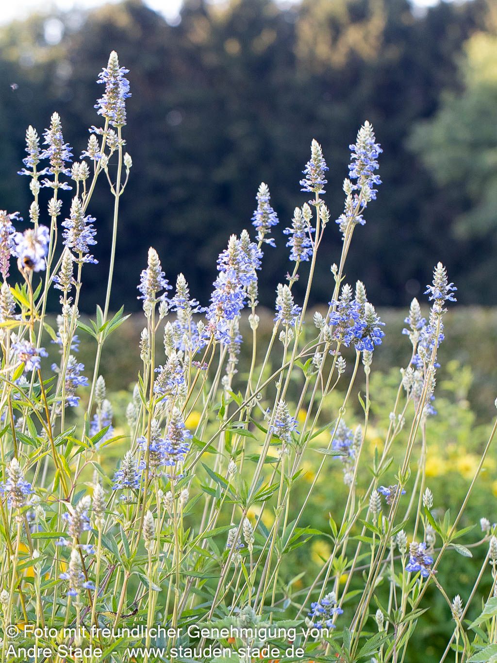 Pfeffer-Salbei (Salvia uliginosa)