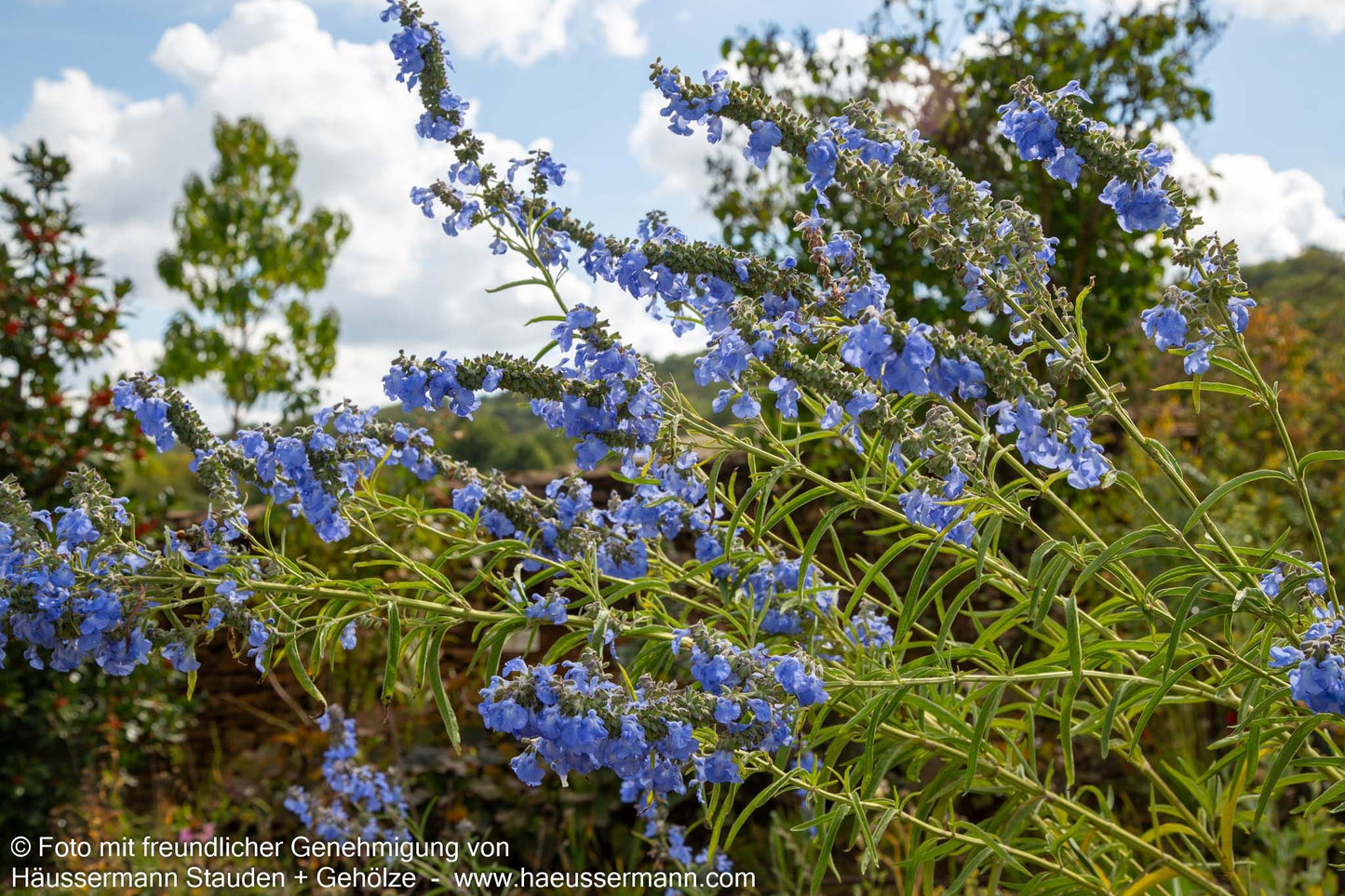 Pfeffer-Salbei (Salvia uliginosa)