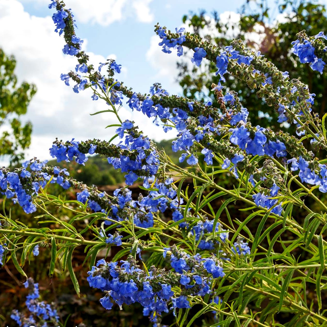 Pfeffer-Salbei (Salvia uliginosa)