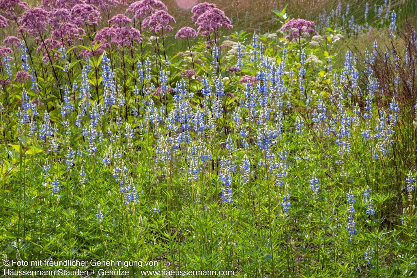 Pfeffer-Salbei (Salvia uliginosa)