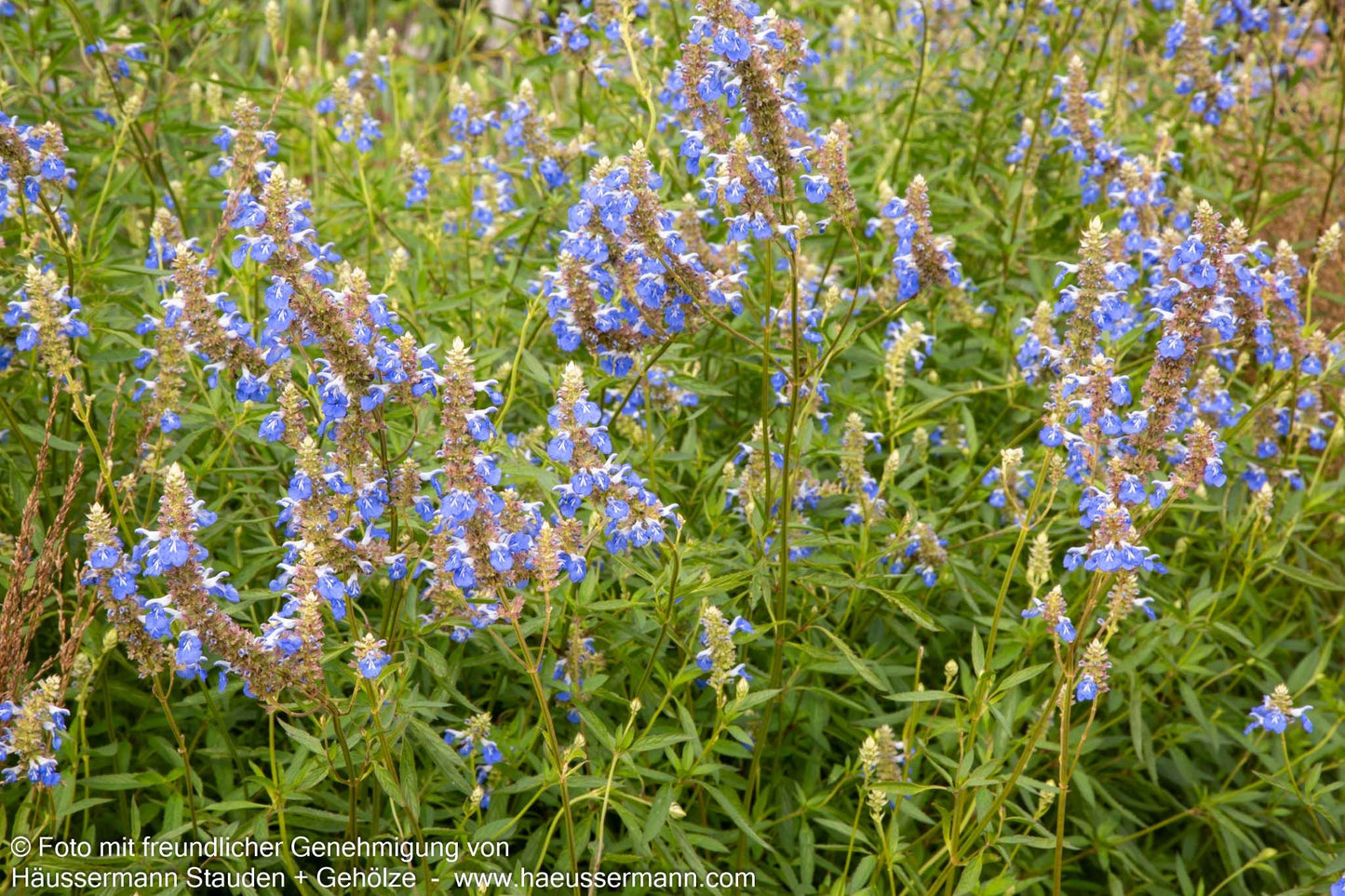 Pfeffer-Salbei (Salvia uliginosa)