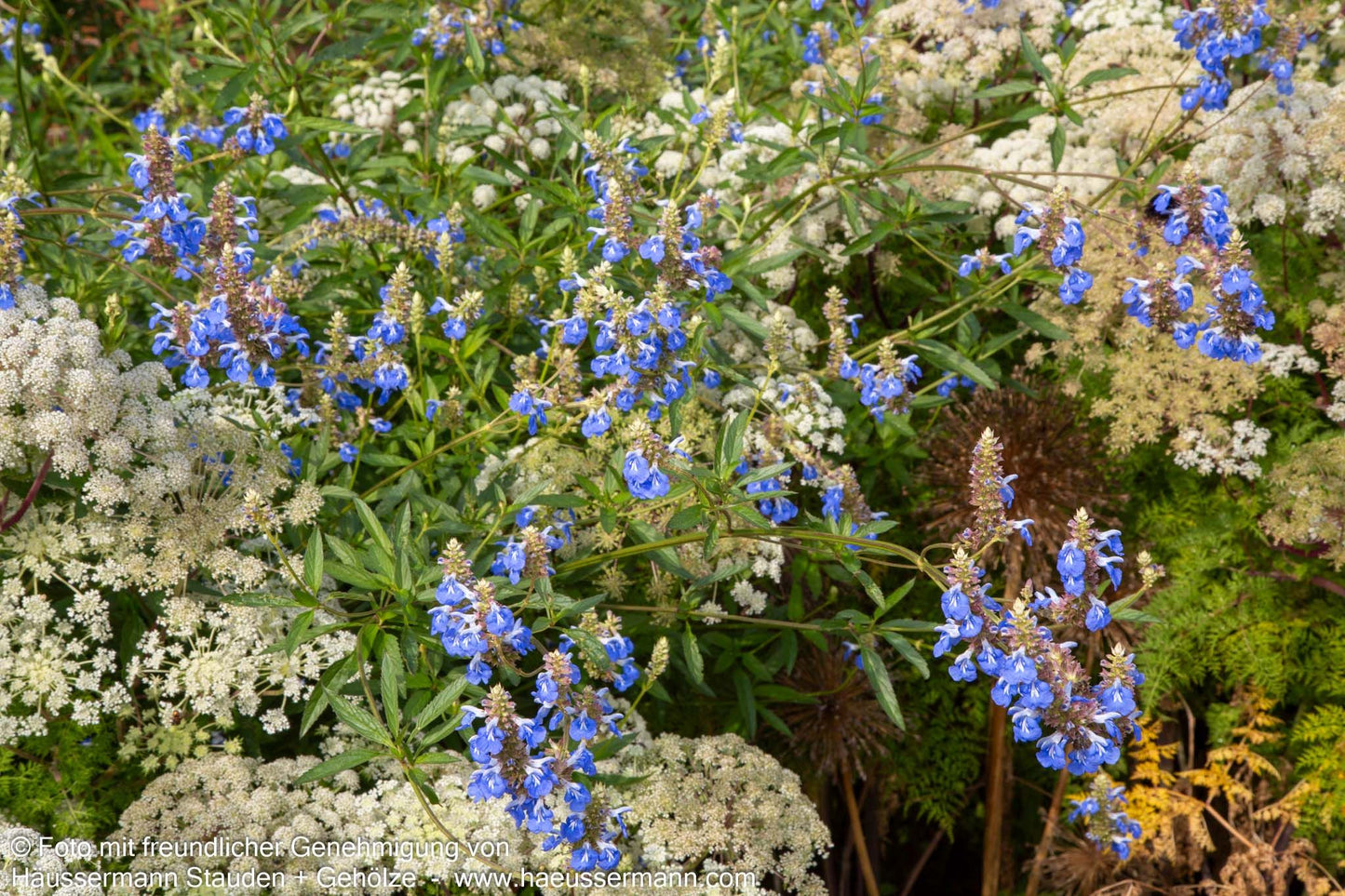 Pfeffer-Salbei (Salvia uliginosa)