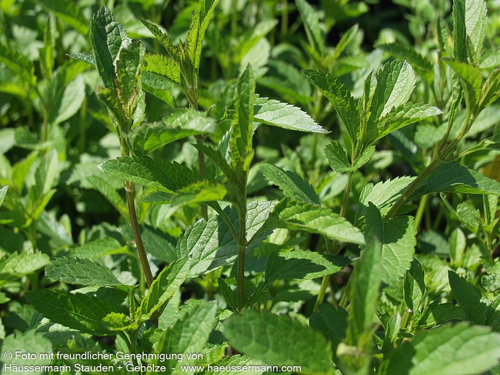 Pfeffer-Salbei (Salvia uliginosa)
