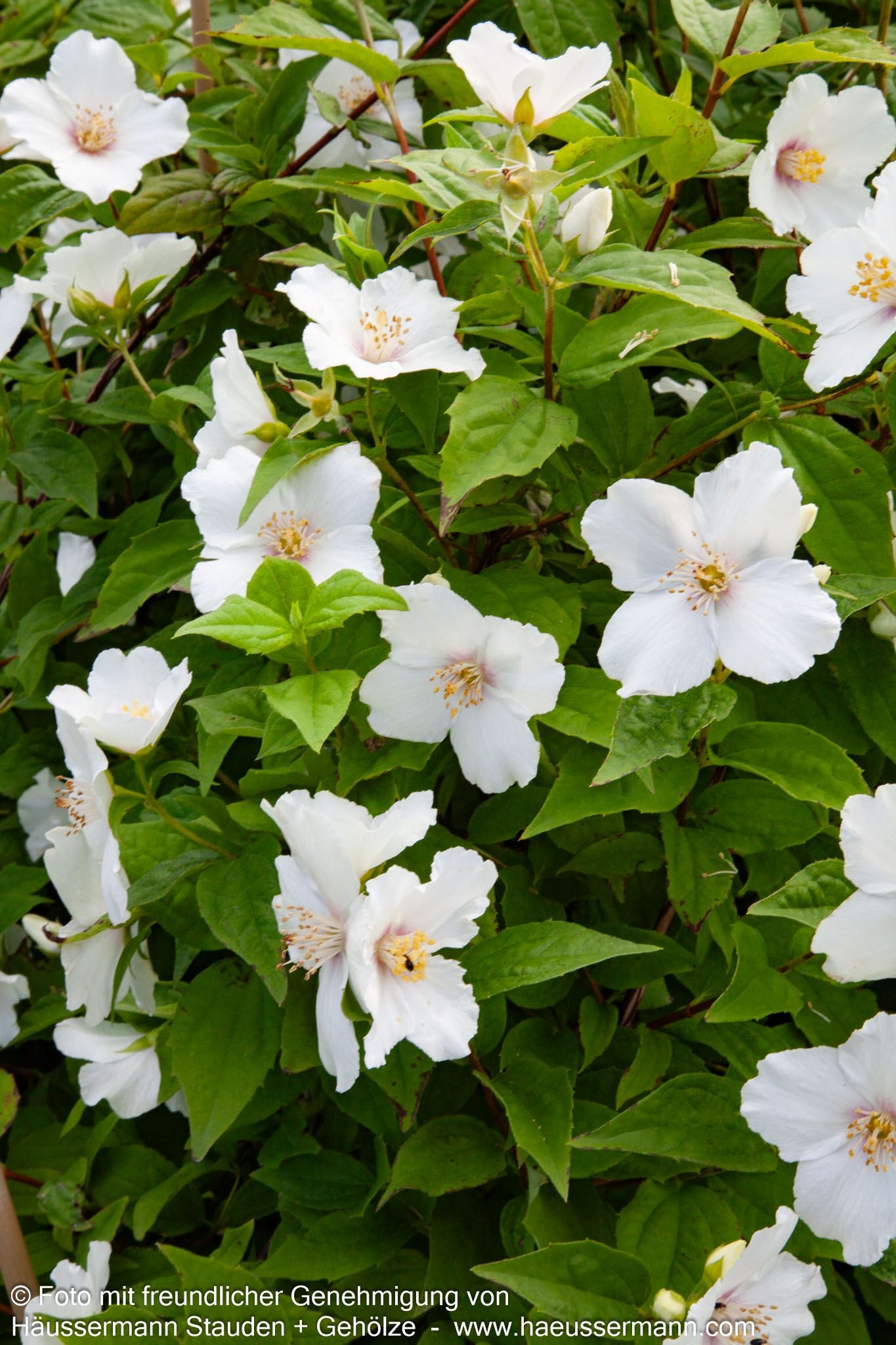 Pfeifenstrauch, Falscher Jasmin 'Belle Etoile' (Philadelphus Purpureo-Mac.)